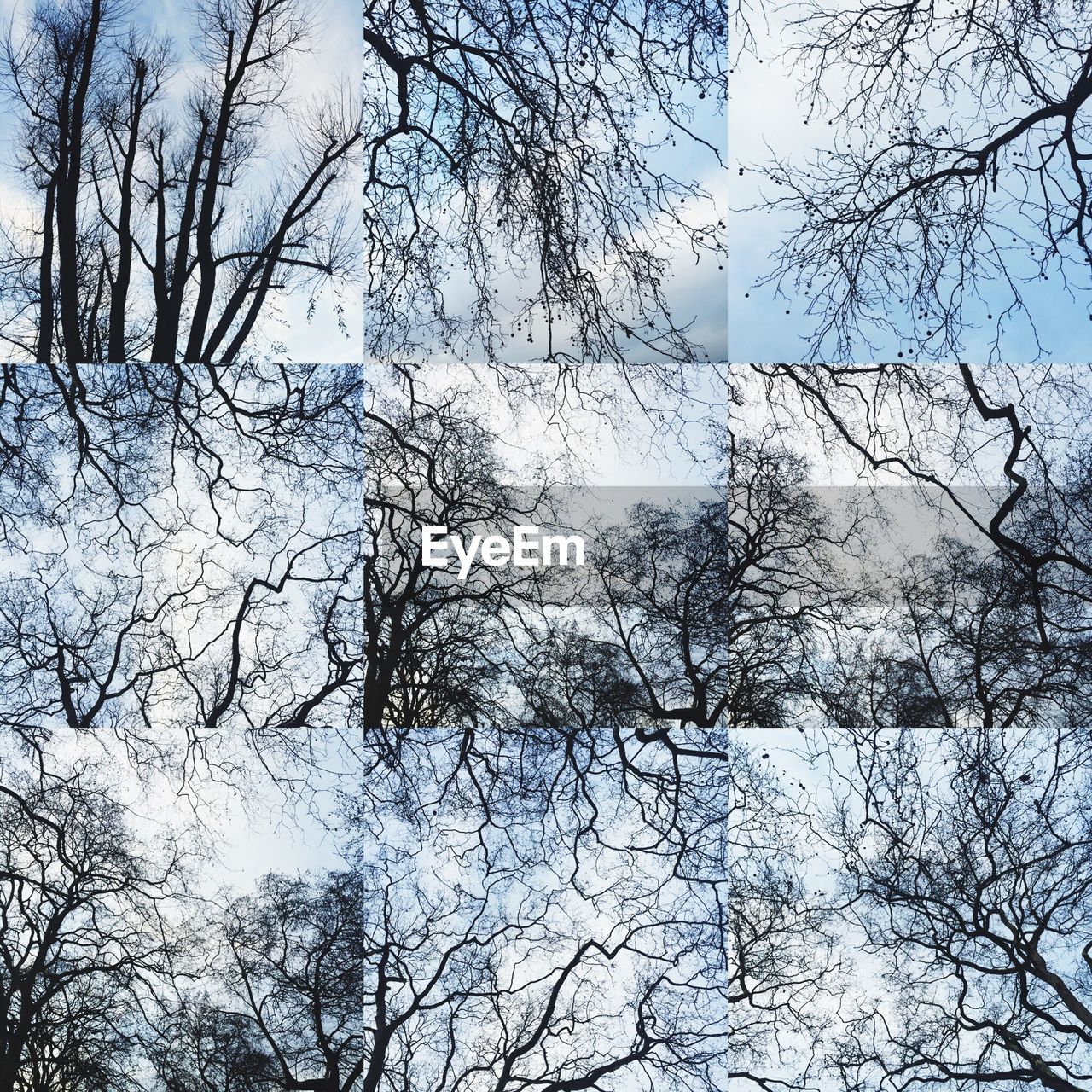 LOW ANGLE VIEW OF BARE TREES AGAINST SKY