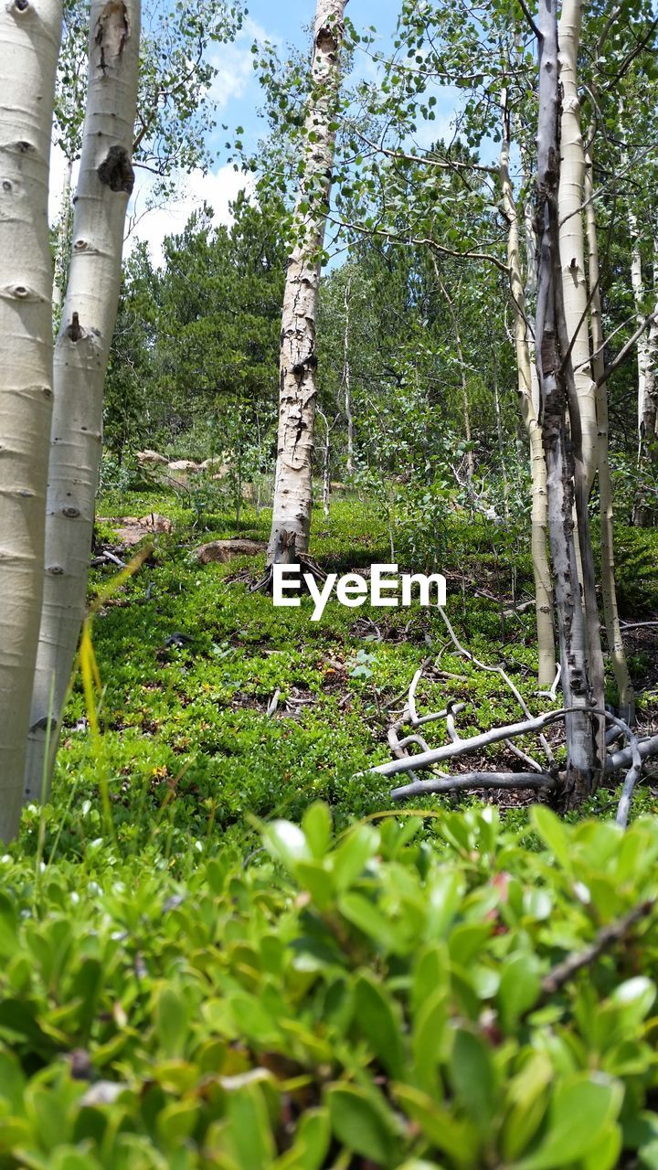 LOW ANGLE VIEW OF TREES IN FOREST AGAINST SKY