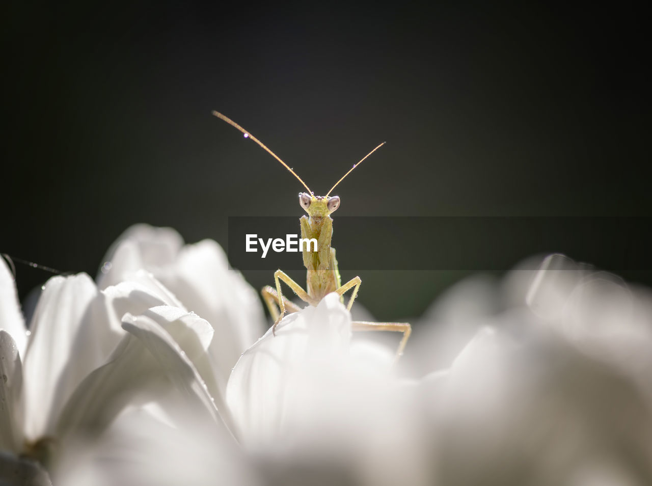 Close-up of mantis on white flowers