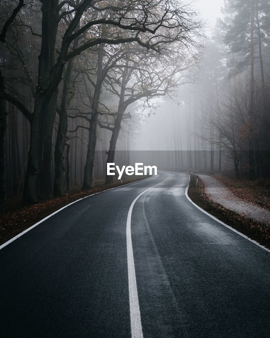 Empty road amidst trees in forest during foggy weather