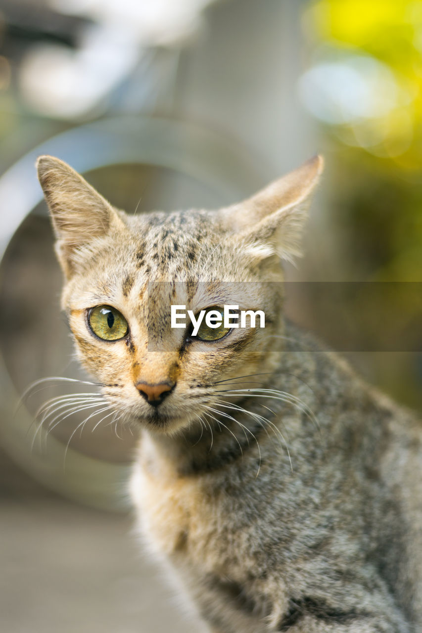 Close-up portrait of a cat