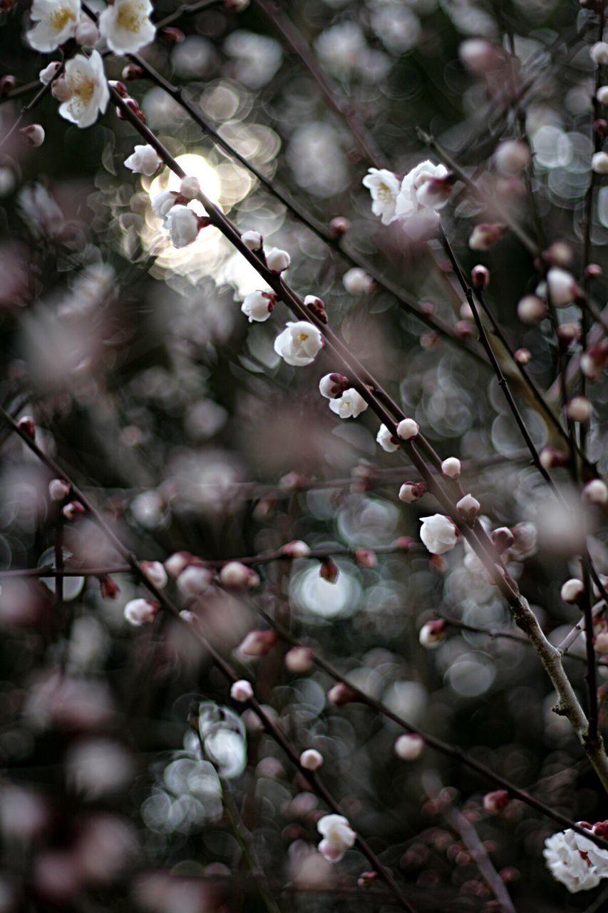 Close-up of flowers on branch