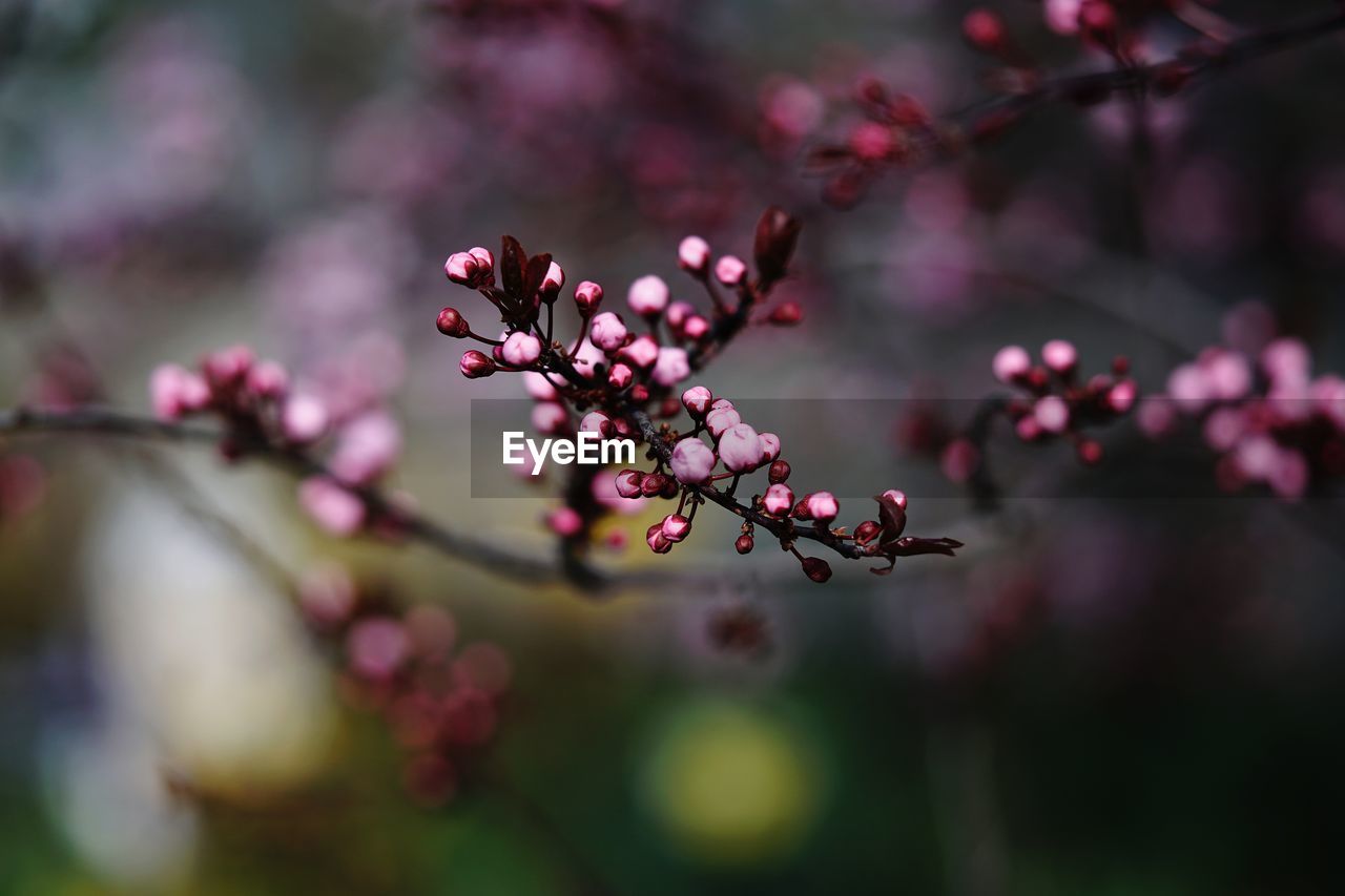 CLOSE-UP OF PINK CHERRY BLOSSOMS IN SPRING