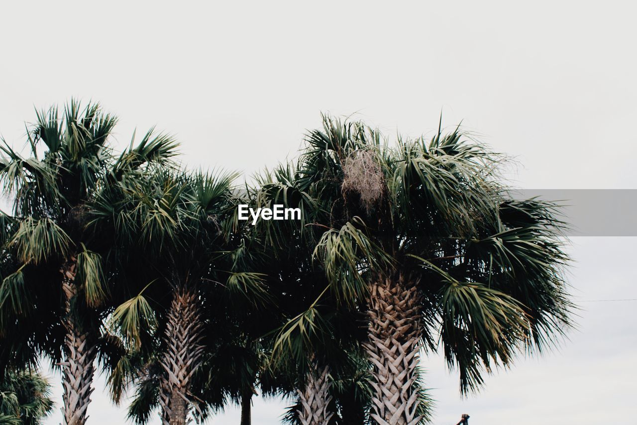 LOW ANGLE VIEW OF PALM TREE AGAINST SKY