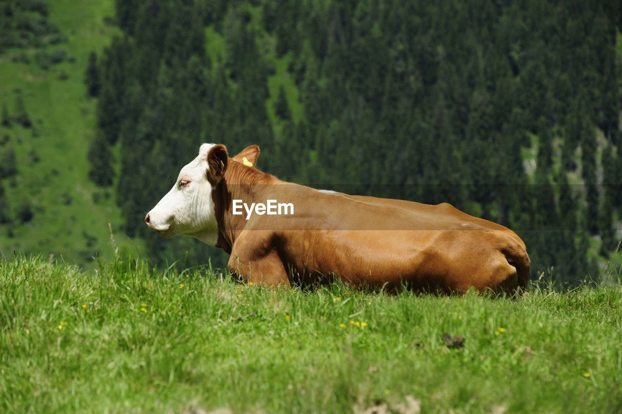 Cattle grazing in the alps, simmental breed on alpine pasture