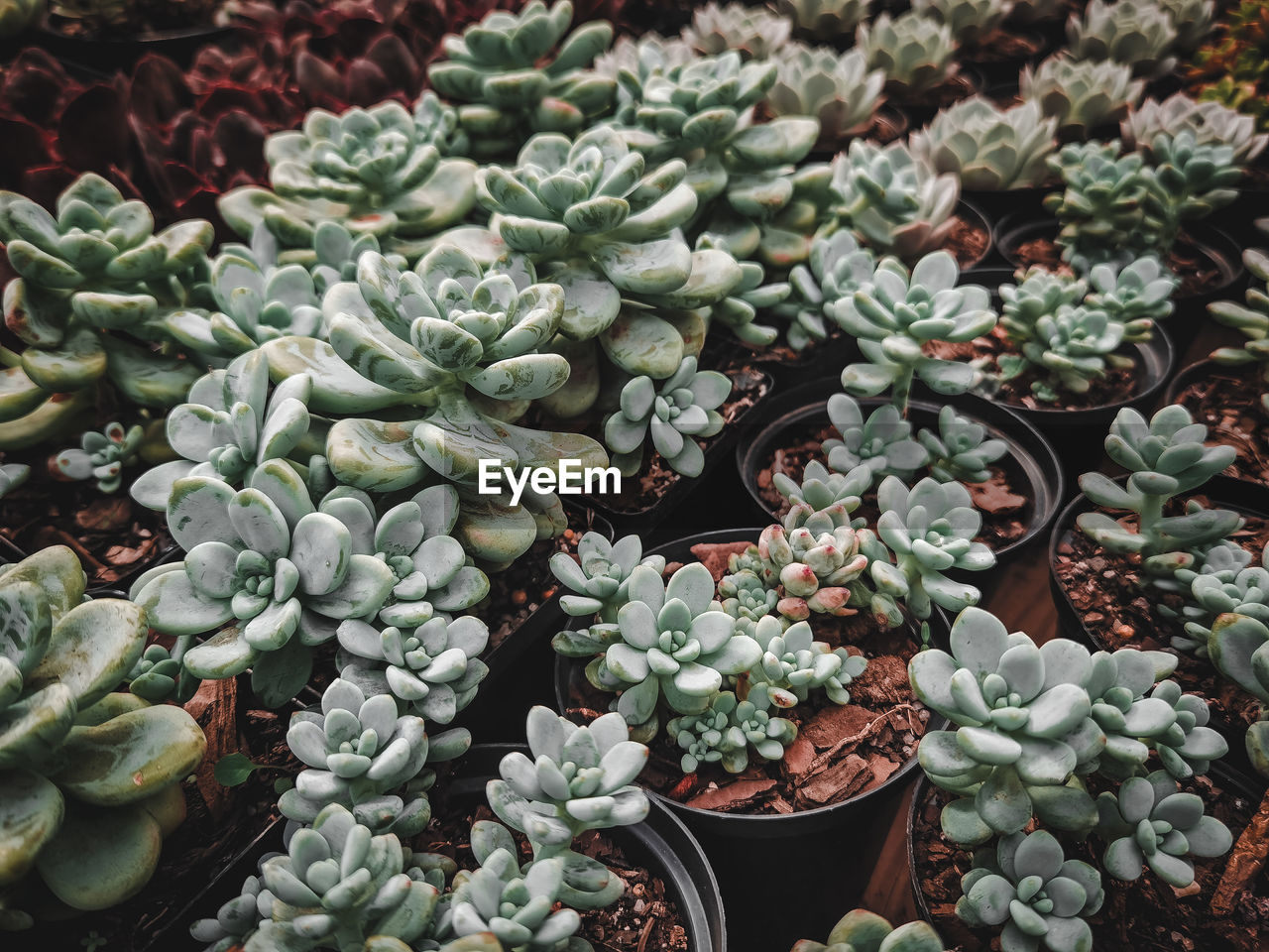 High angle view of succulent plant in market