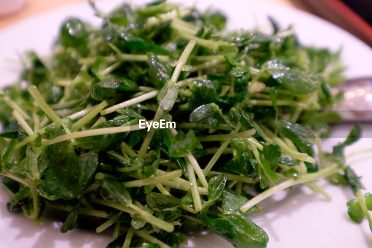 Close-up of vegetable salad on plate