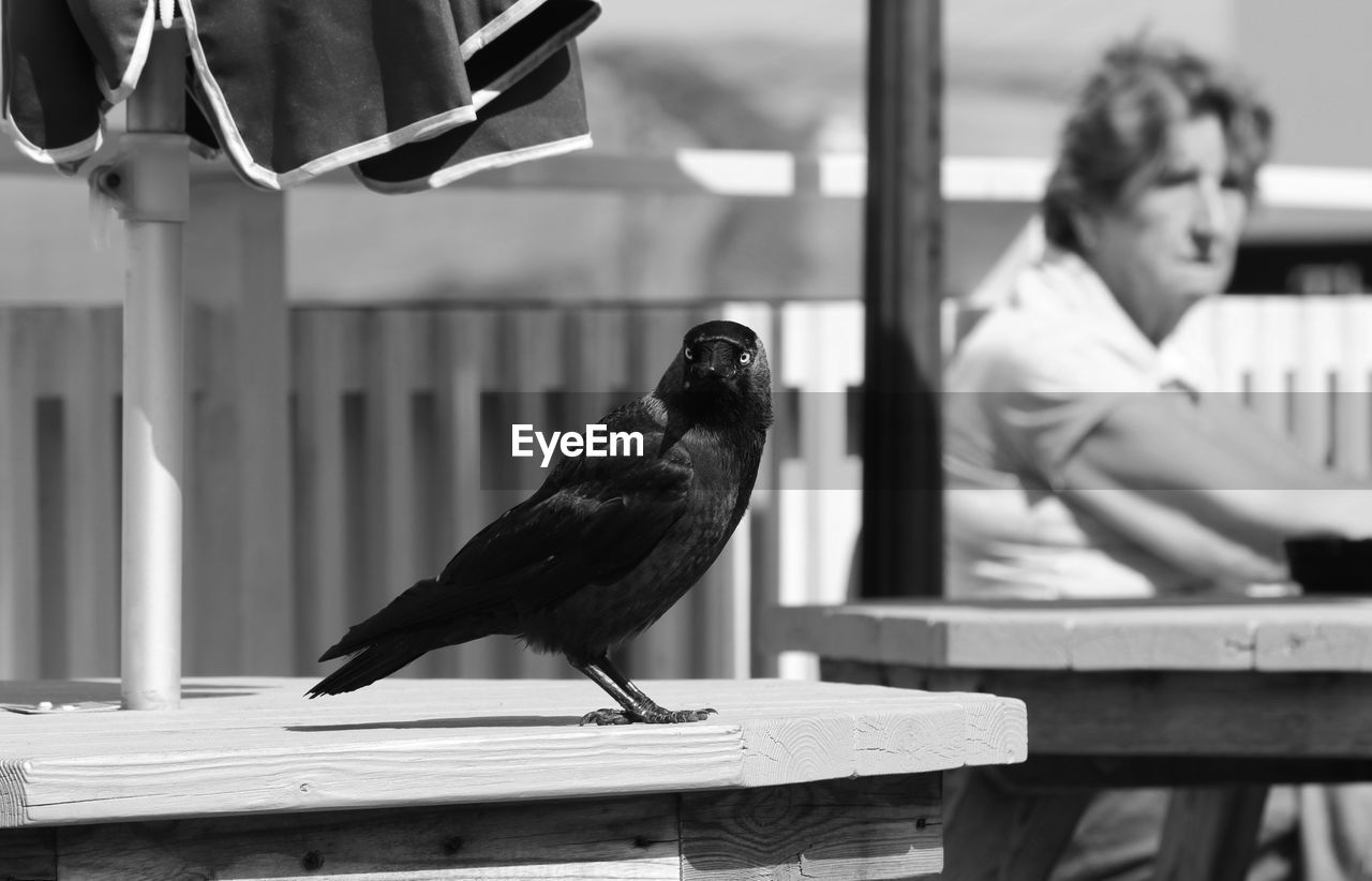 SIDE VIEW OF BIRD PERCHING ON WOODEN TABLE