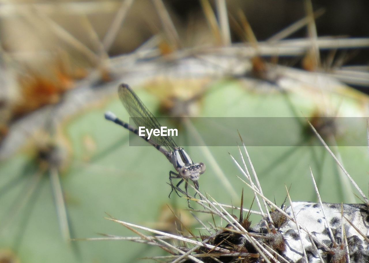 CLOSE-UP OF GRASSHOPPER ON DRY PLANT