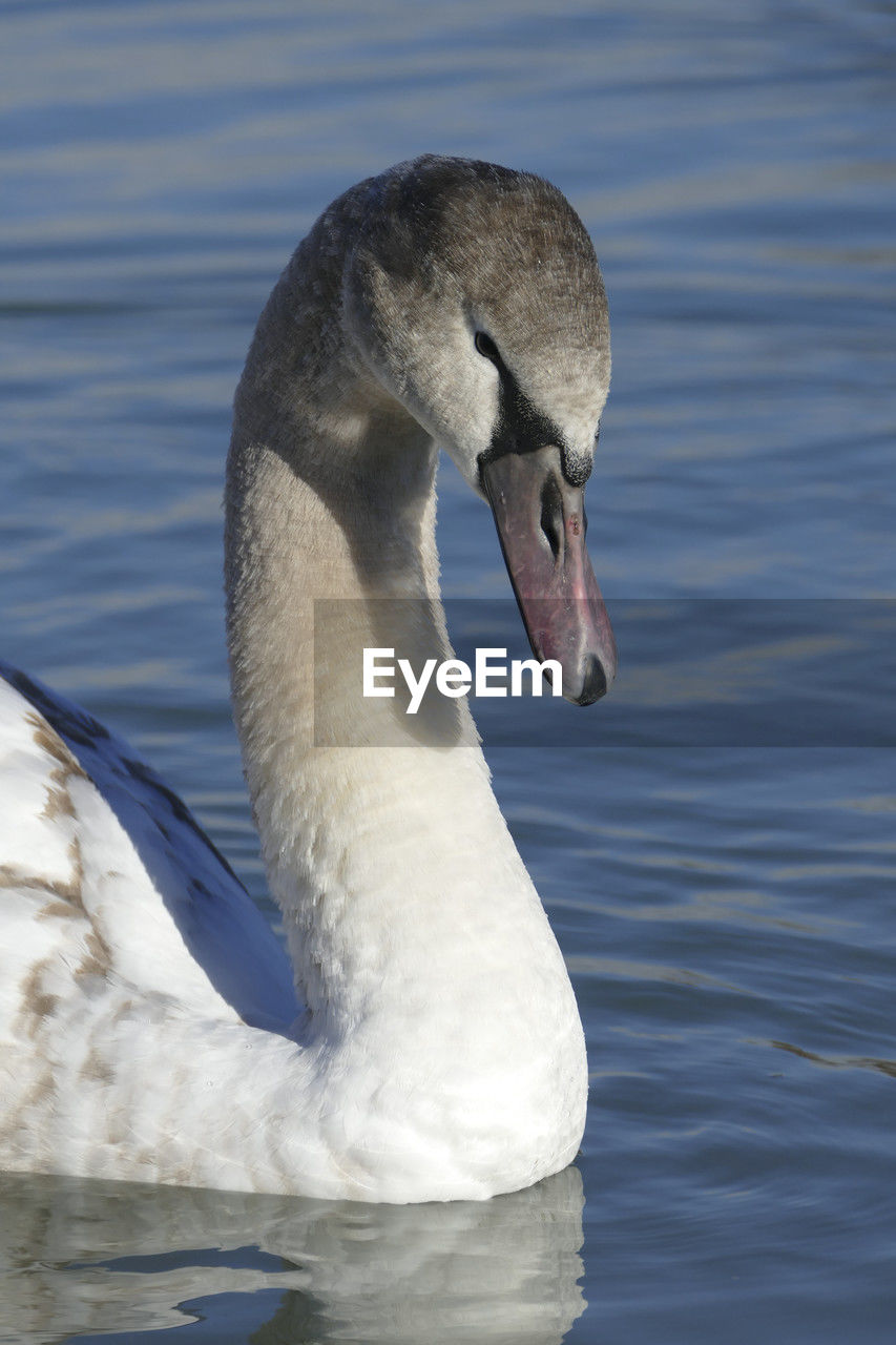 animal themes, animal, animal wildlife, wildlife, bird, one animal, water, swan, beak, lake, ducks, geese and swans, nature, water bird, no people, swimming, day, wing, close-up, mute swan, white, animal body part, waterfront, rippled, zoology, beauty in nature, focus on foreground, outdoors