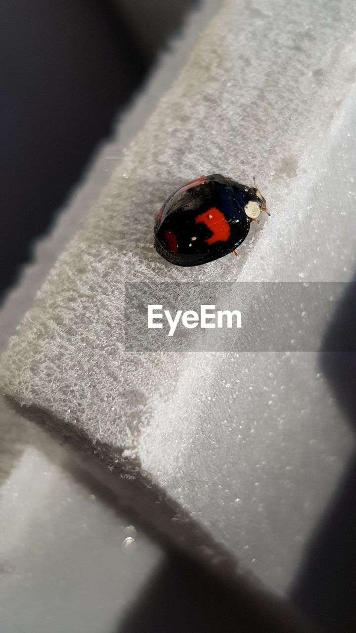 CLOSE-UP OF LADYBUG