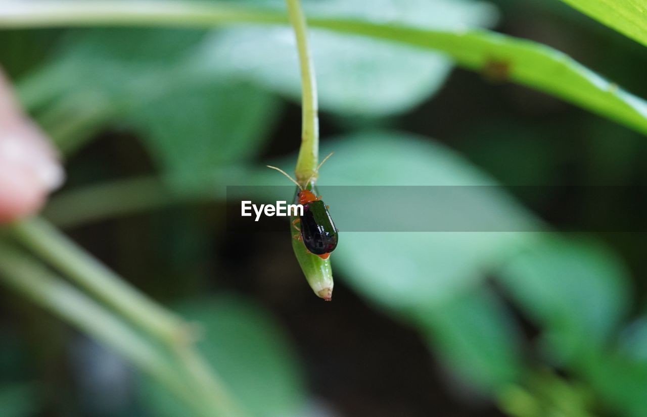 Close-up of insect on leaf