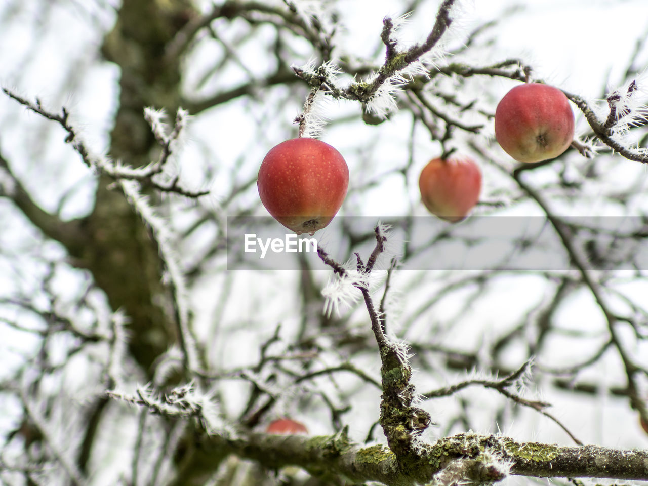 Close-up of apples on tree in winter 