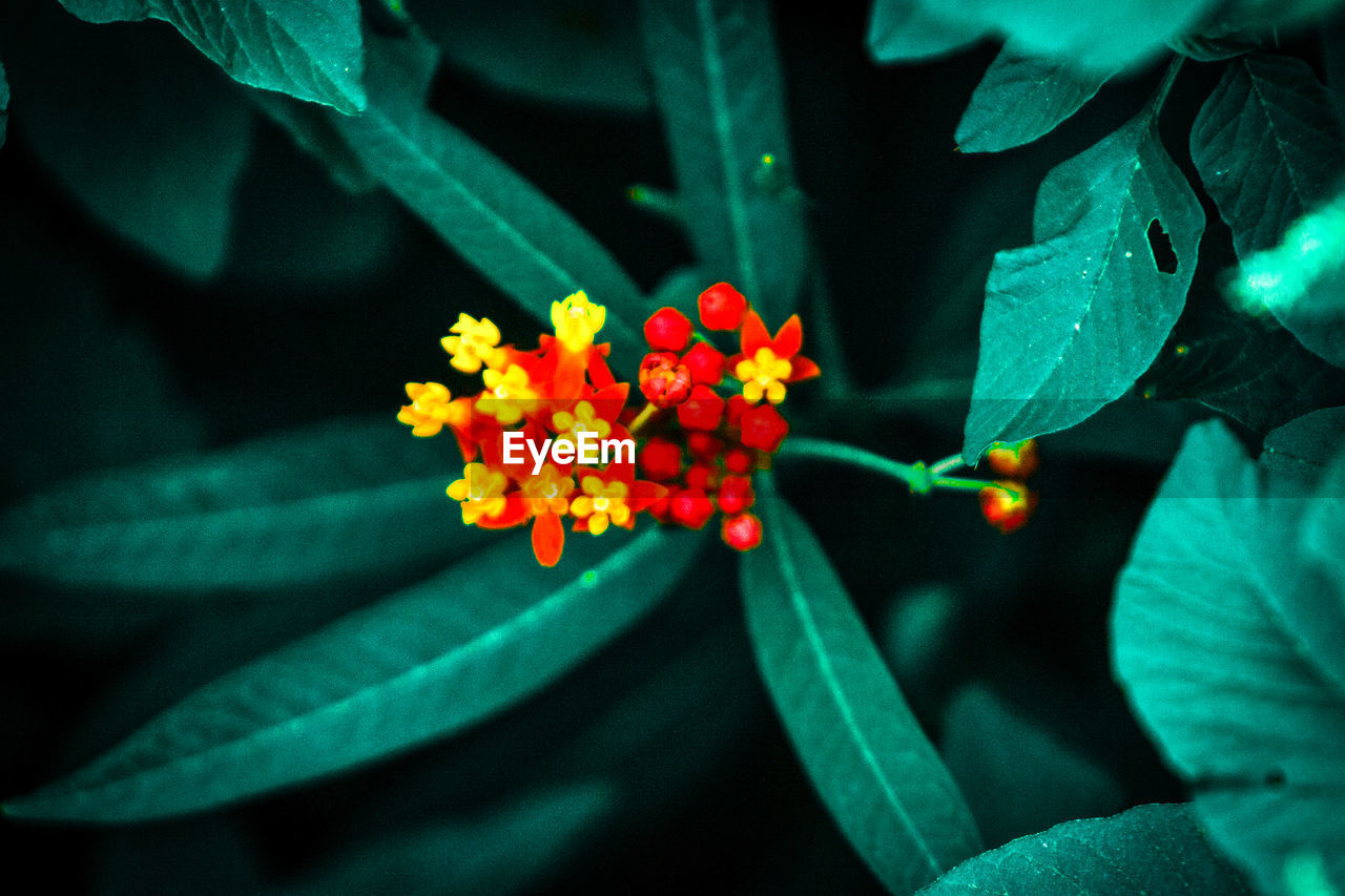 CLOSE-UP OF RED FLOWER