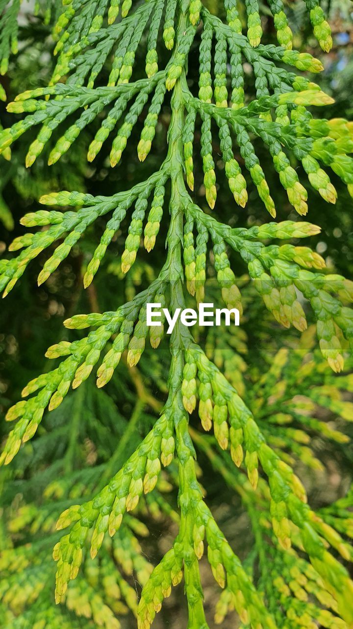 CLOSE-UP OF GREEN PINE TREE