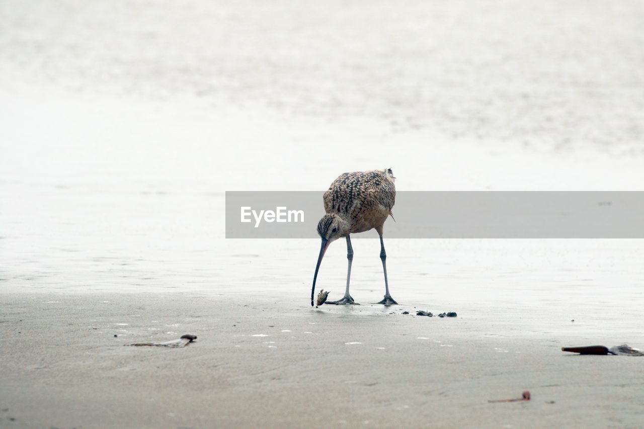 Gray heron perching at beach