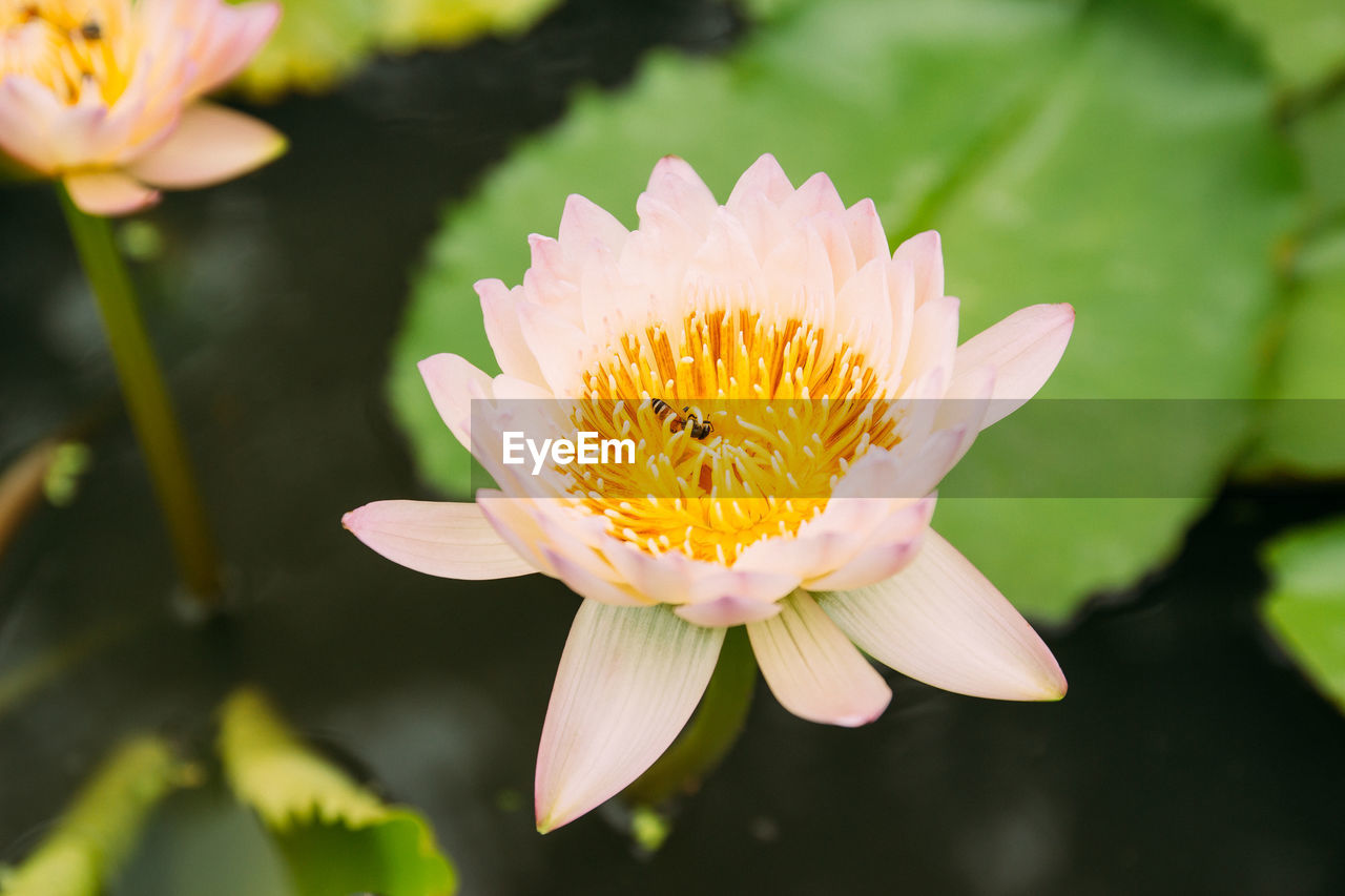 Close-up of lotus water lily