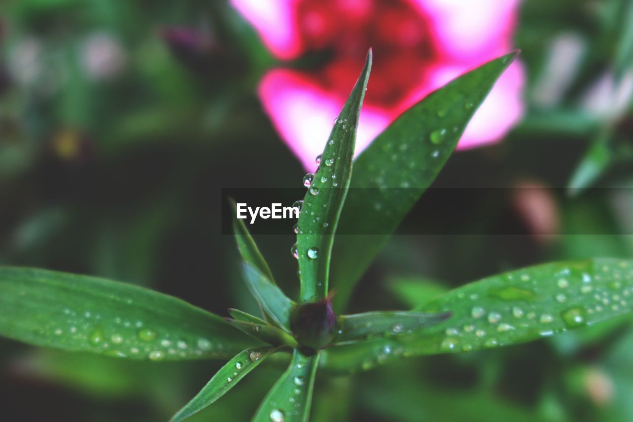 Close-up of wet plant