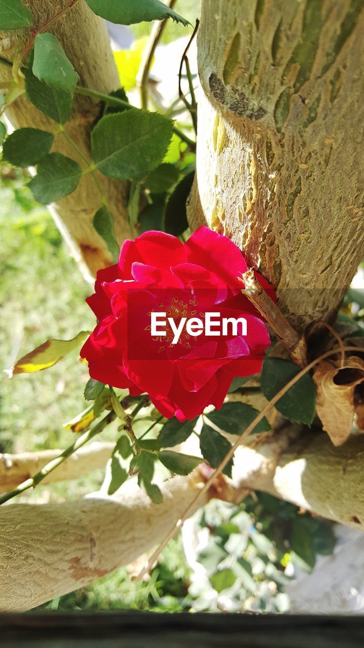 CLOSE-UP OF RED BOUGAINVILLEA BLOOMING PLANT