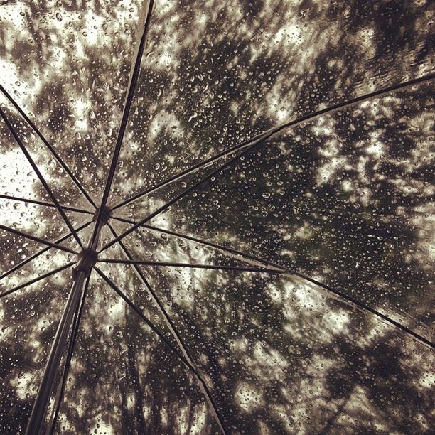 LOW ANGLE VIEW OF TREES AGAINST SKY