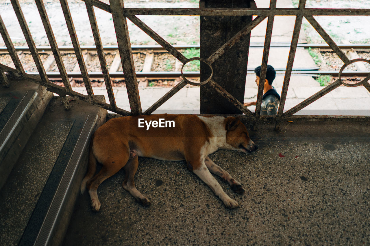 HIGH ANGLE VIEW OF DOG WITH PEOPLE ON FLOOR