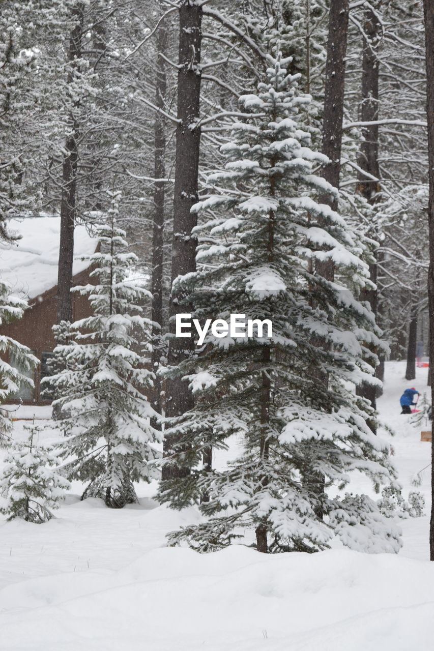 TREES ON SNOW COVERED FOREST