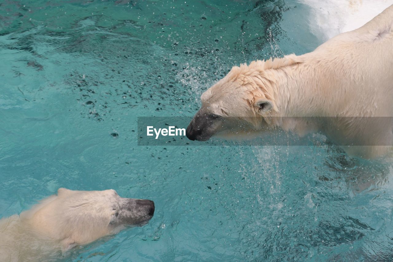 High angle view of polar bears swimming in pond at zoo