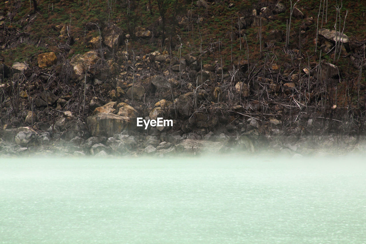 TREES GROWING IN LAKE