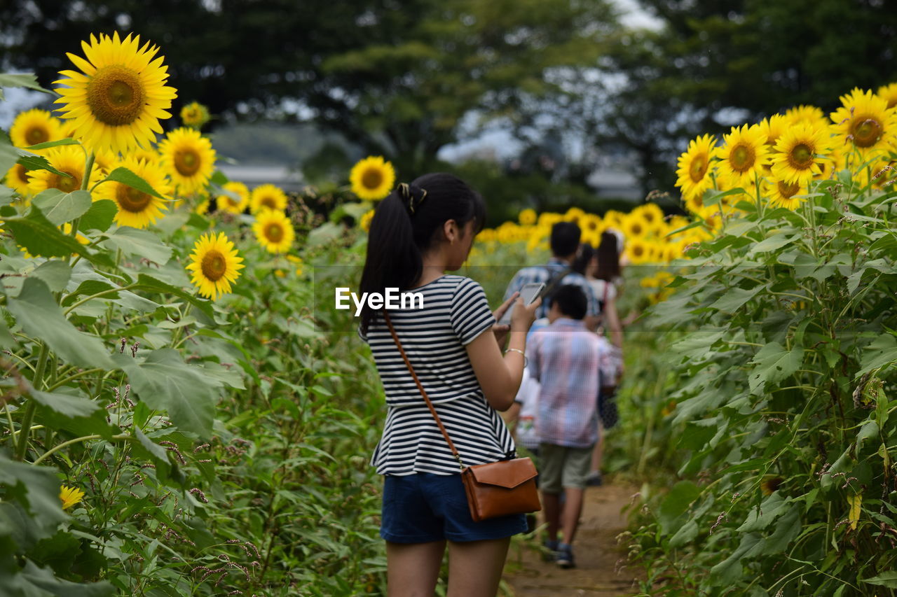 Rear view of young woman using mobile phone amidst sunflower plants on field