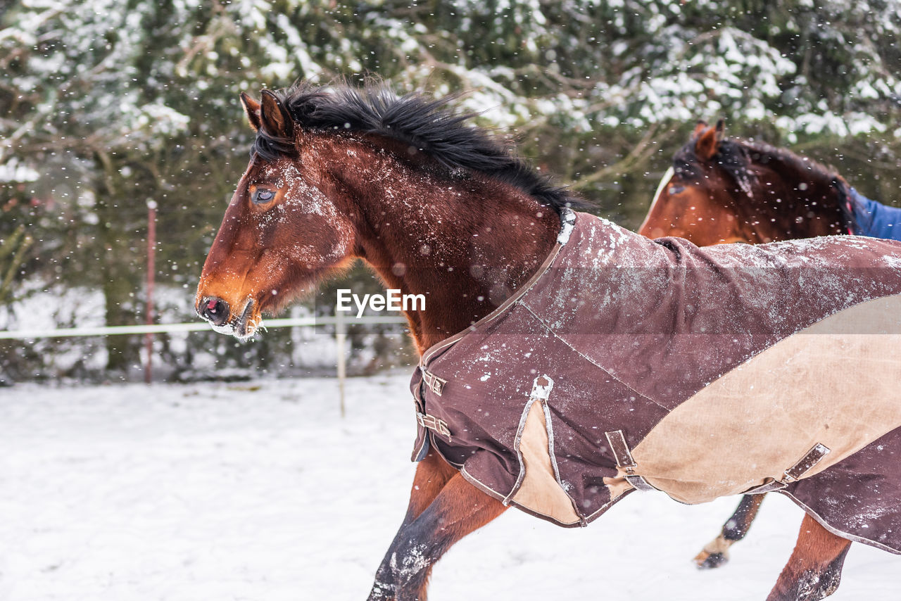 Galloping horse wearing a rug - a covering that protects the horse from the cold. day in winter.