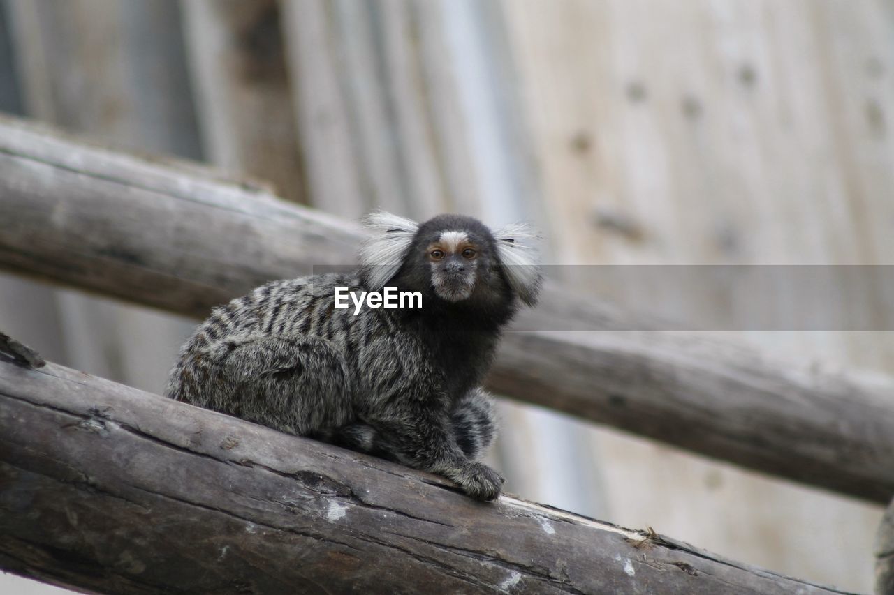 Low angle view of monkey sitting on wood