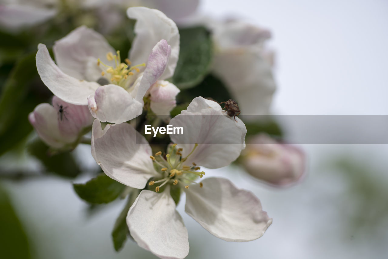 CLOSE-UP OF FRESH WHITE CHERRY BLOSSOM TREE