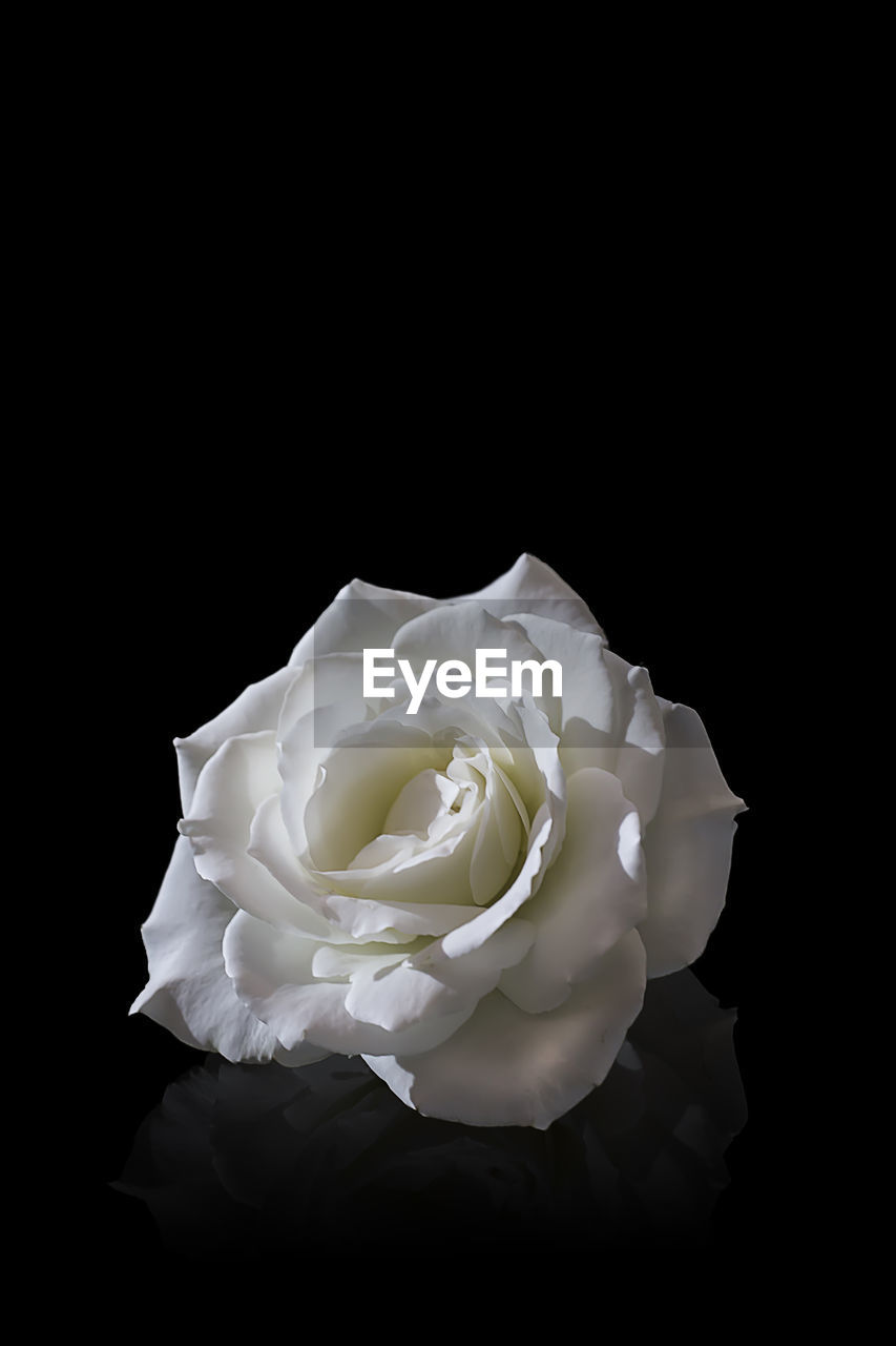 Close-up of white rose against black background