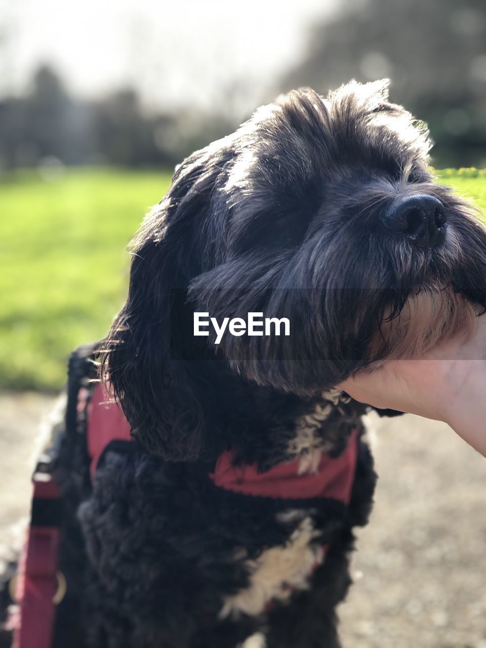 CLOSE-UP OF DOG LOOKING AWAY WHILE STANDING ON FIELD