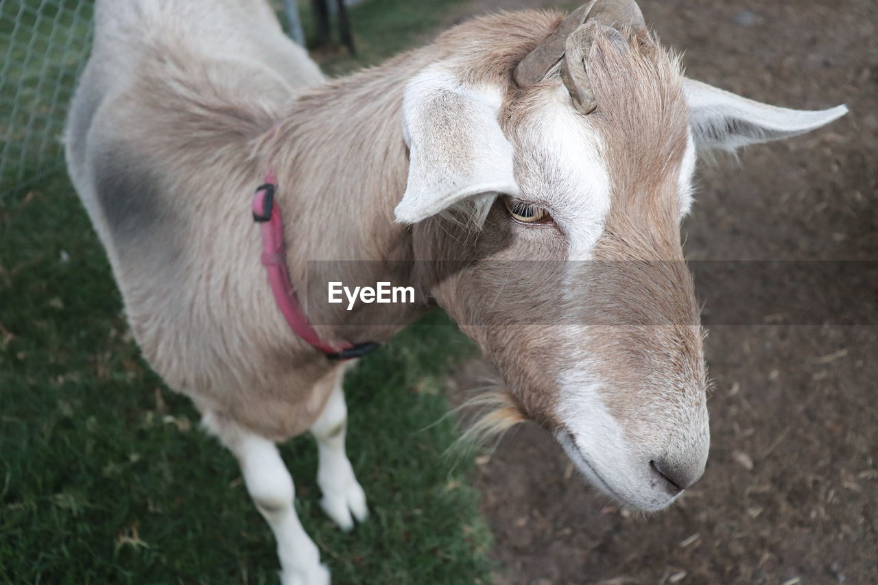 CLOSE-UP OF A HORSE ON FIELD