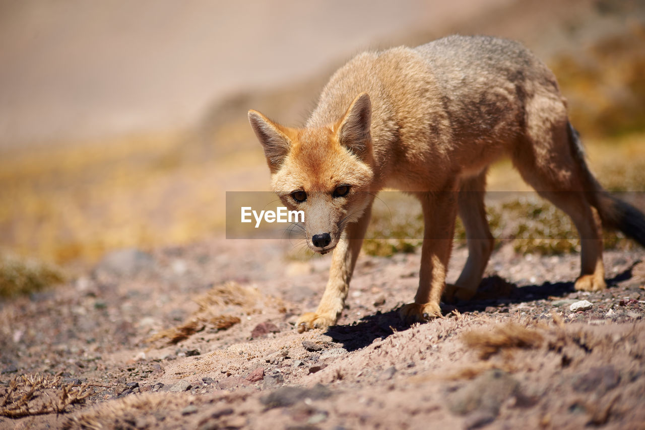 animal, animal themes, animal wildlife, one animal, wildlife, mammal, red fox, fox, jackal, no people, nature, outdoors, close-up, portrait, full length, selective focus, day, sunlight