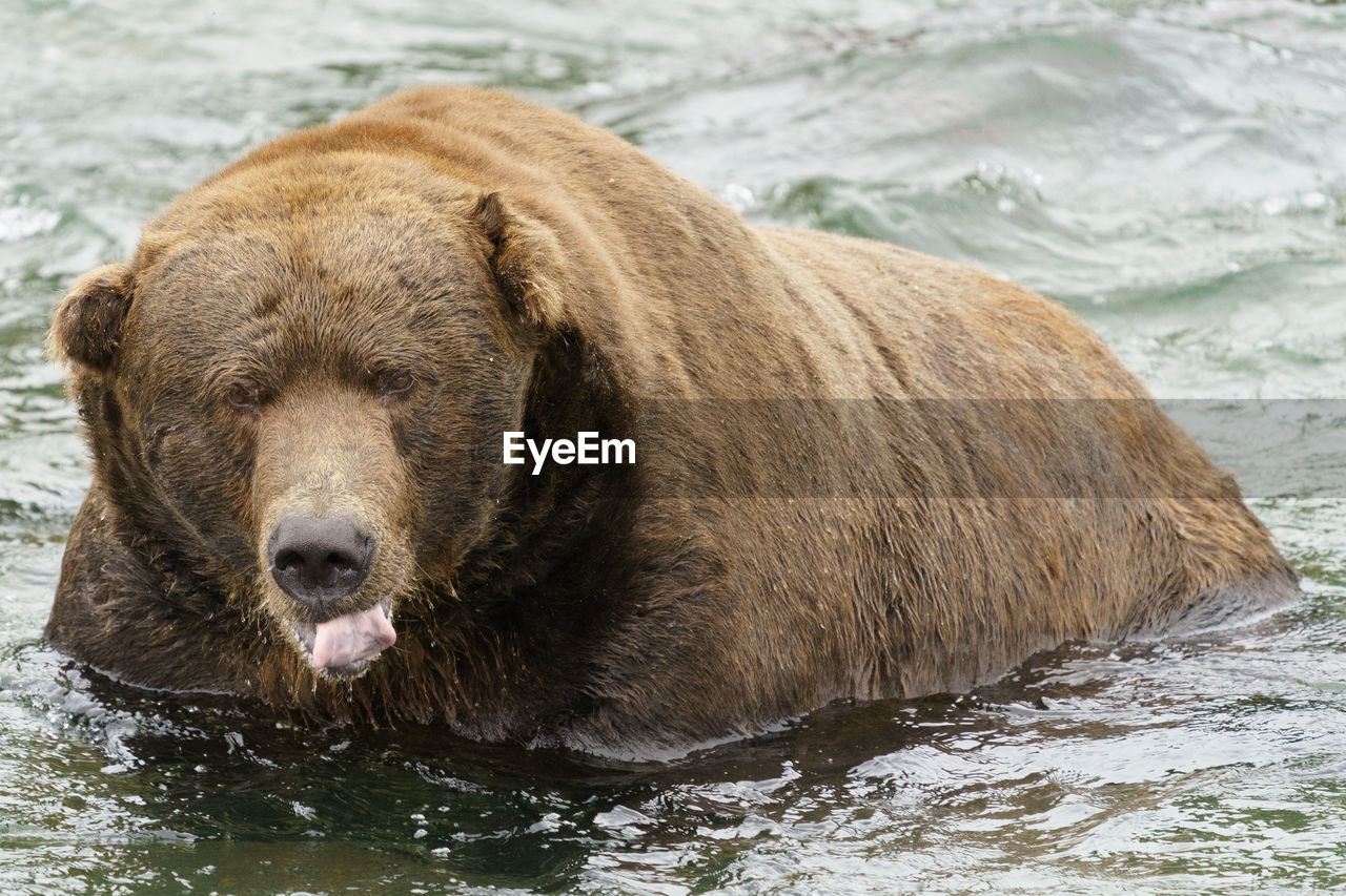 Male grizzly bear at brooks falls