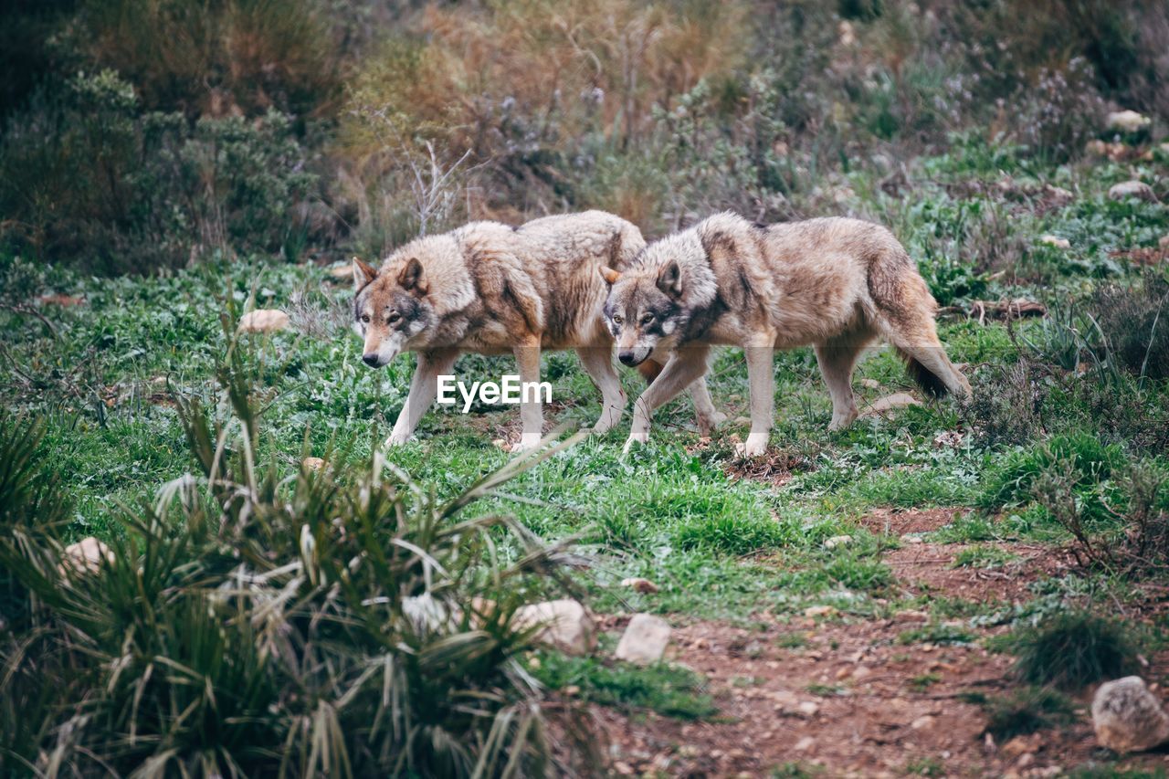 Side view of wolves walking on grassy field in forest