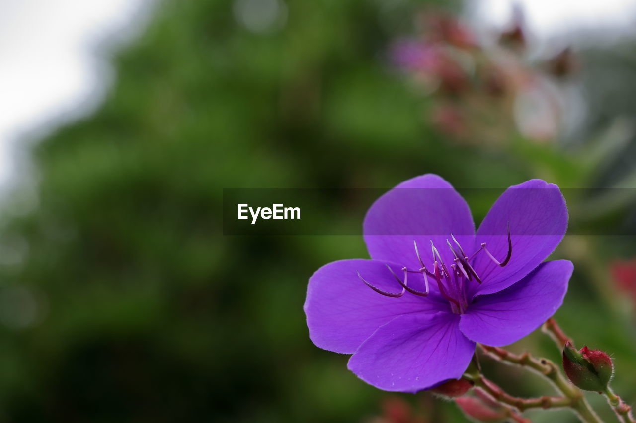 CLOSE-UP OF PURPLE ROSE FLOWER