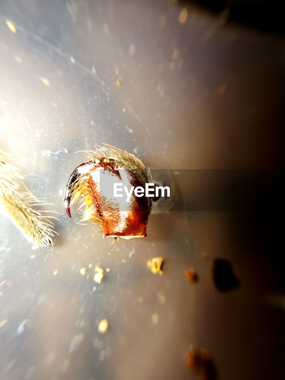 CLOSE-UP OF INSECT ON WET SURFACE