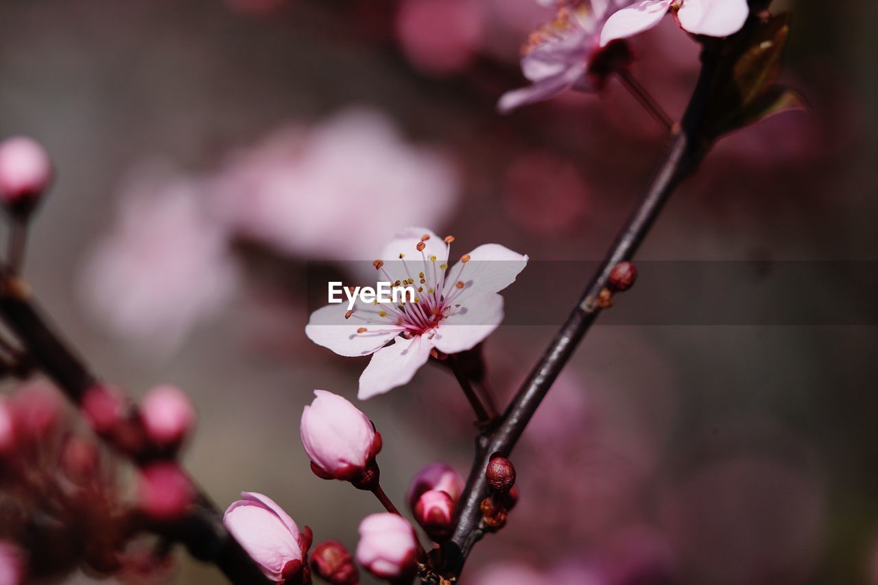 CLOSE-UP OF CHERRY BLOSSOMS