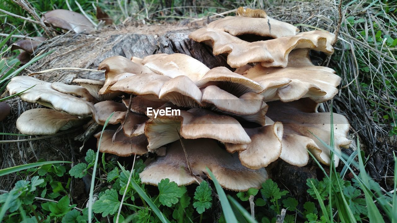 CLOSE-UP OF MUSHROOMS ON GRASS