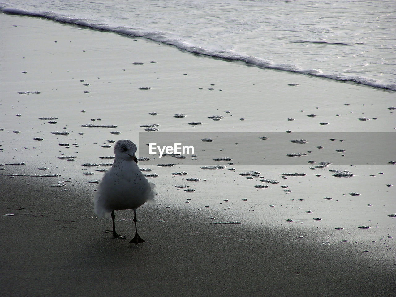 Seagull perching on shore