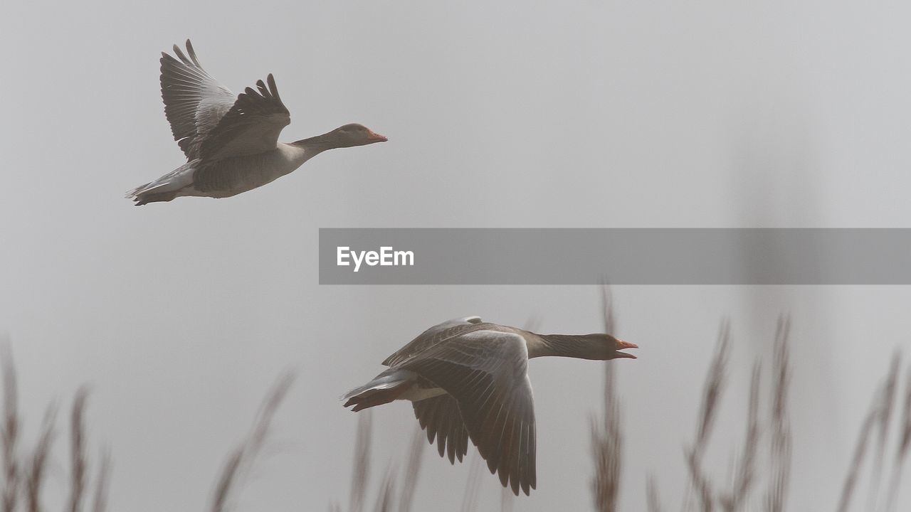 LOW ANGLE VIEW OF SEAGULLS FLYING IN THE SKY