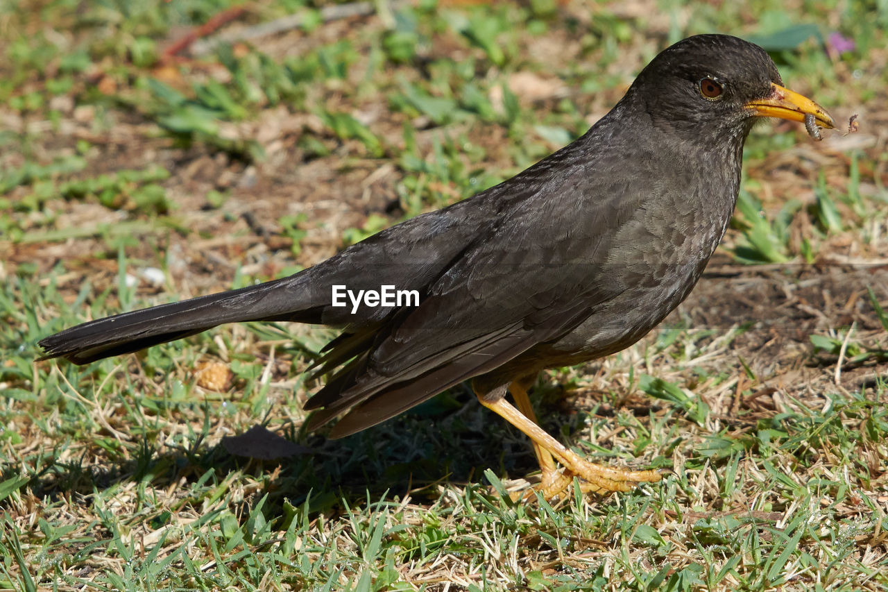CLOSE-UP OF BIRD ON LAND