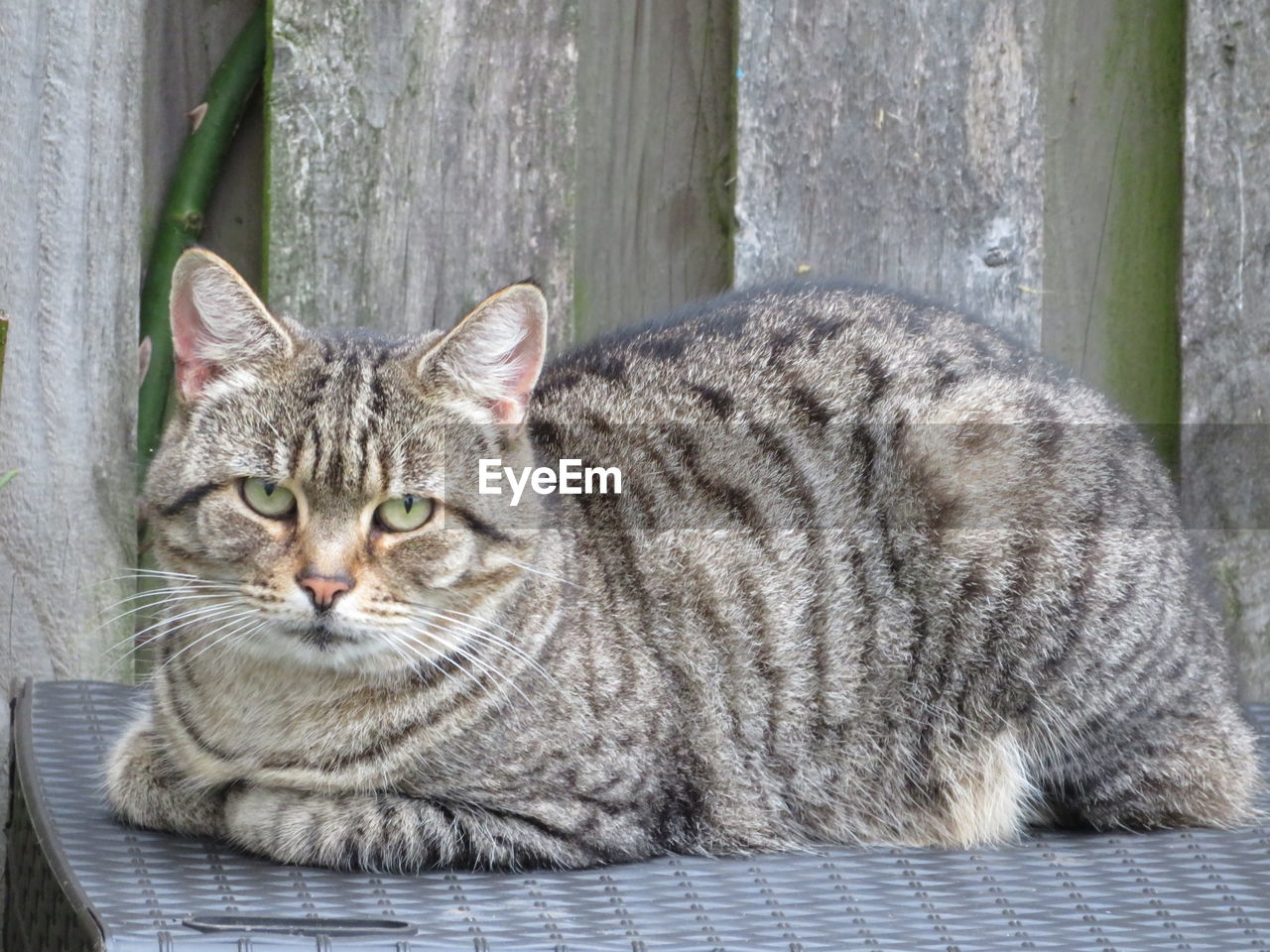 CLOSE-UP PORTRAIT OF TABBY CAT SITTING ON FLOOR