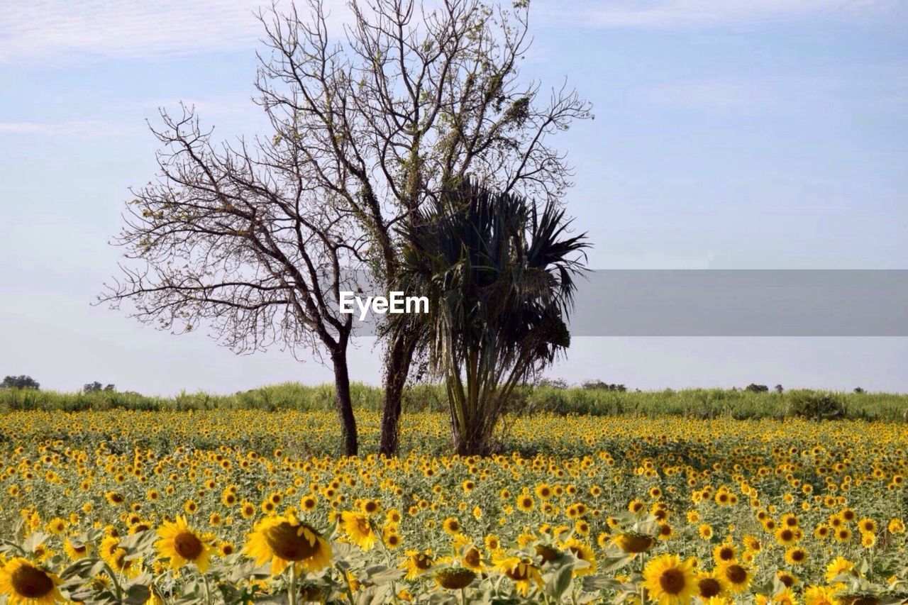 Scenic view of oilseed rape field against sky