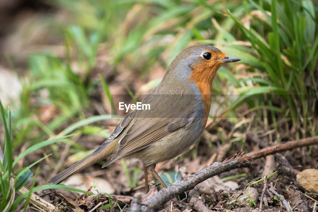 Close-up of bird perching on field