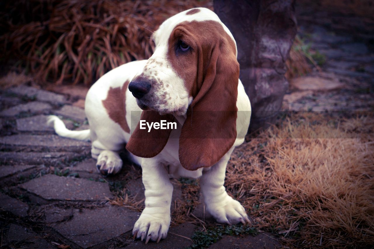 Basset hound standing on footpath