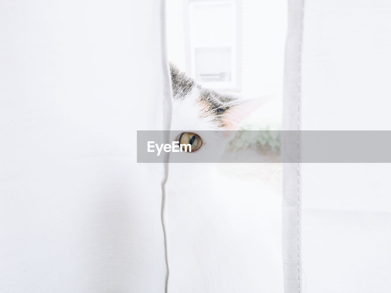Close-up portrait of cat looking through curtain
